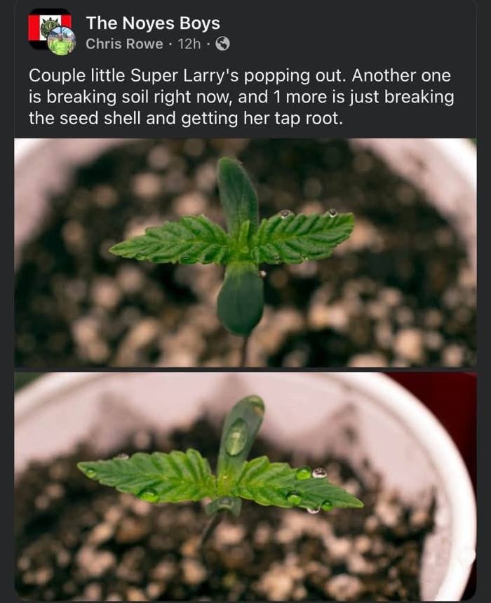 Chris Rowe seedlings
